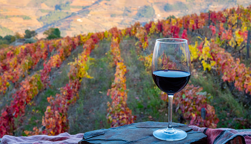 Herfst in de Portugese Douro-vallei met rode wijn