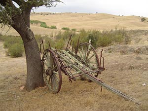 Alentejo, Portugal, kurkbomen