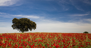 Landelijke vakantie Portugal