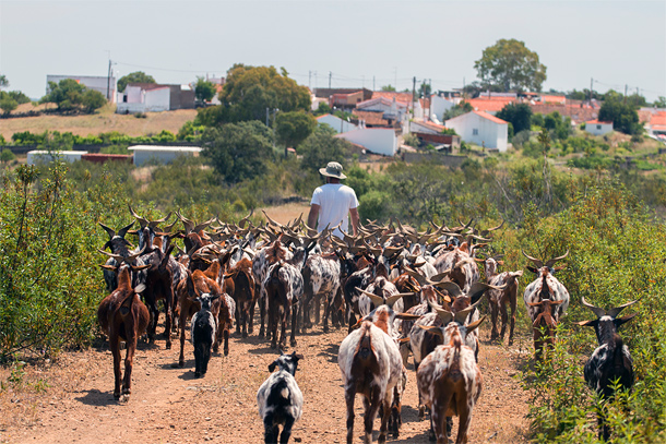 Herder in het binnenland van de Algarve, bij Alcoutim