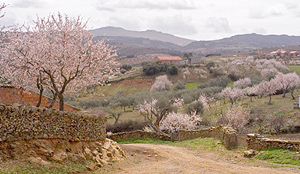 Bloeiende amandelbomen, Noord-Portugal
