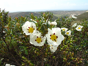 Wandelen in de Algarve, Portugal, zuidwest kust