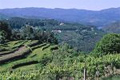 Wijnwandelvakantie Noord-Portugal, Flextravel