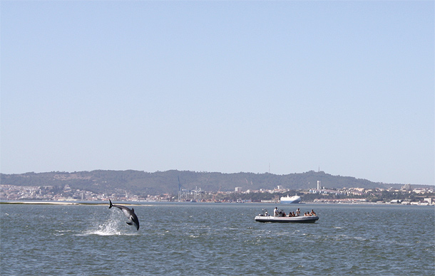 Dolfijnen spotten in de baai van Setúbal