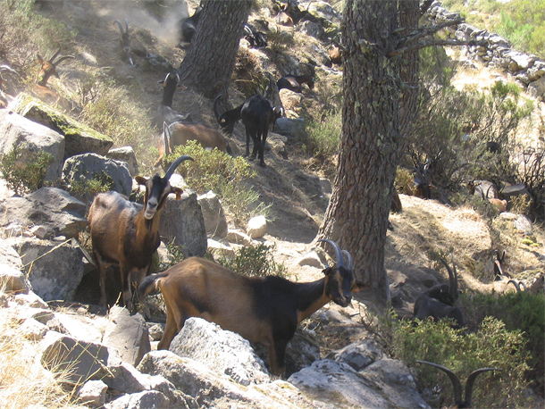 Geiten in de Serra da Cabreira