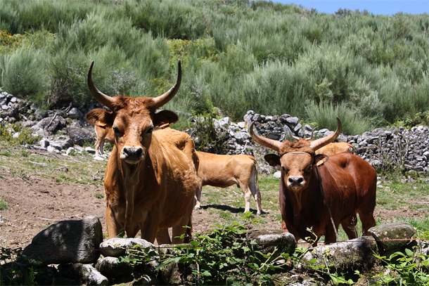 Veeteelt in Serra da Cabreira