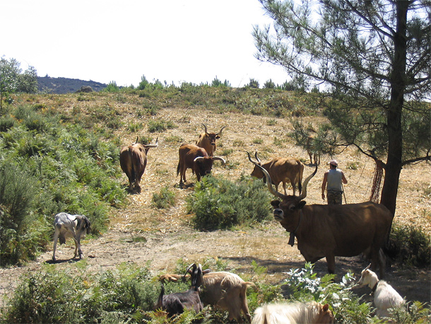 Veeteelt in de Serra da Cabreira