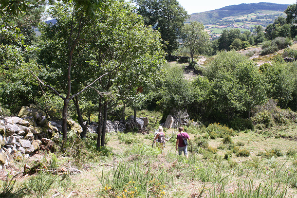 Geiten in de Serra da Cabreira