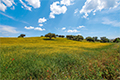 Landschap van de Alentejo