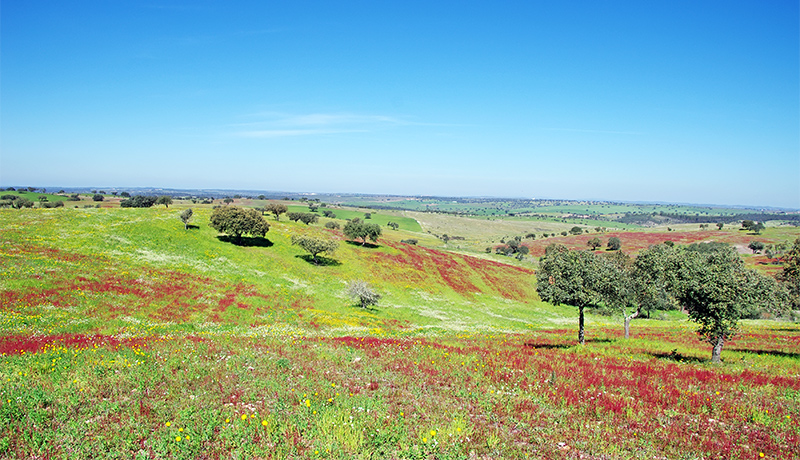Landschap van de Alentejo in de lente