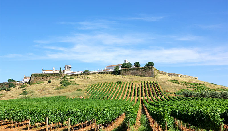 Landschap met wijngaarden rondom Estremoz in de Alentejo