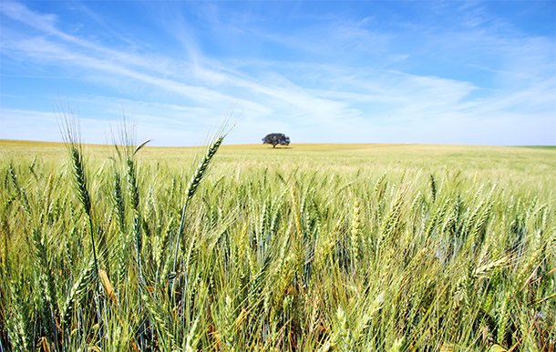 Graanveld in de Alentejo