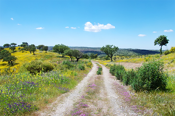 Glooiend landschap van de Alentejo met kurkeiken