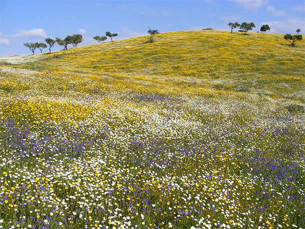 Lente in de Alentejo