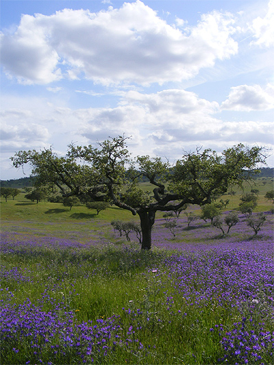 Lente in de Alentejo