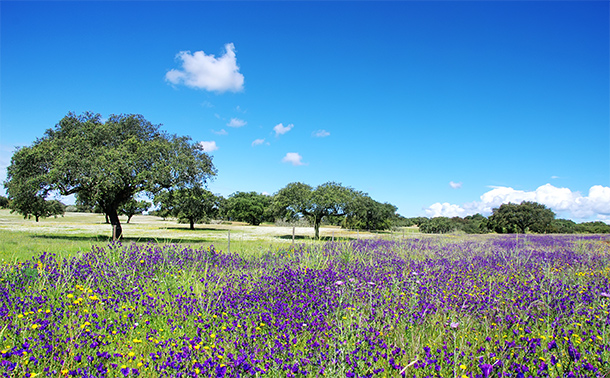 Kleurrijke lente in de Alentejo
