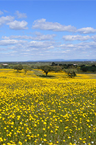 Lente in de Alentejo
