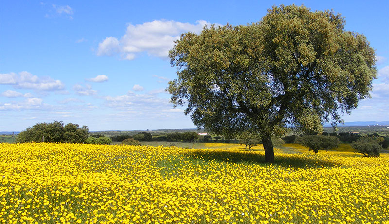 Kurkeik in een veld vol bloemen tijdens lente in de Alentejo