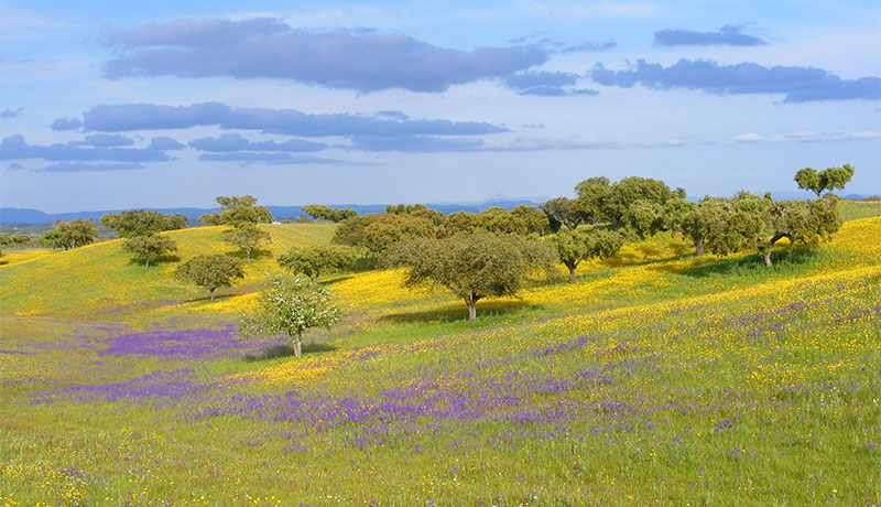 Lente in de Alentejo