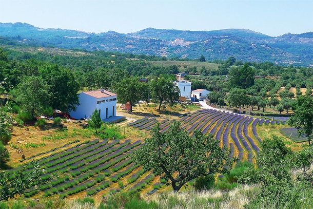 Quinta das Lavendas met &Olives in Alentejo