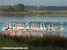 Vogelvakantie Alentejo