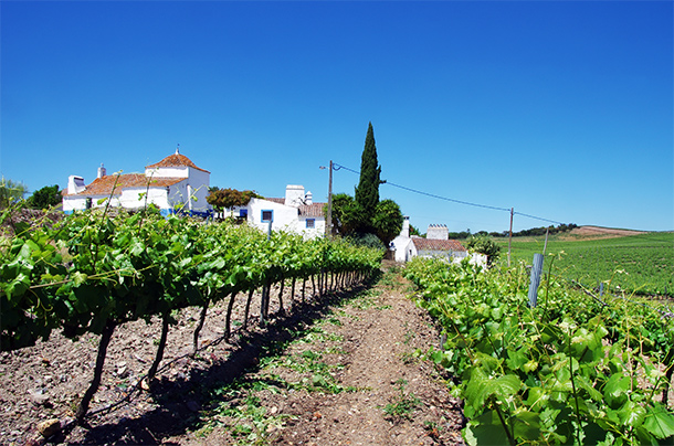 Wijngaard in de Alentejo