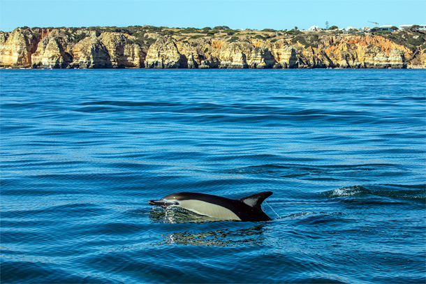 Dolfijn voor de kust van de Algarve