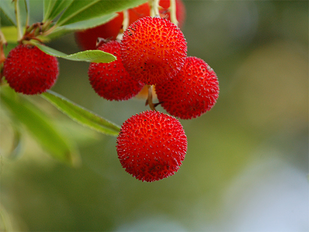 Vruchten van de aardbeiboom