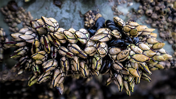 Percebes, eendenmosselen