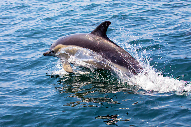 Dolfijn in de Algarve