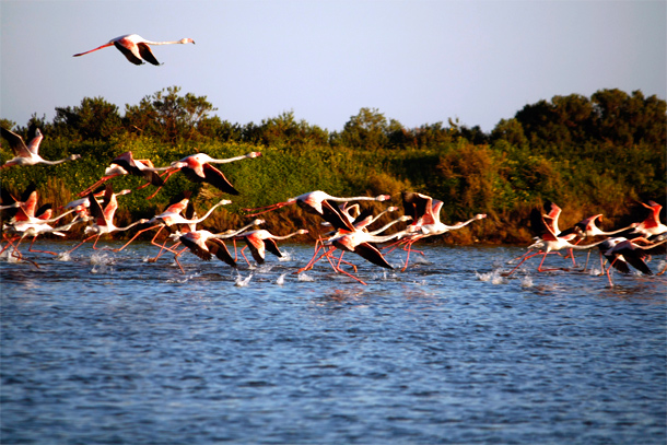 Flamingo's in Ria Formosa