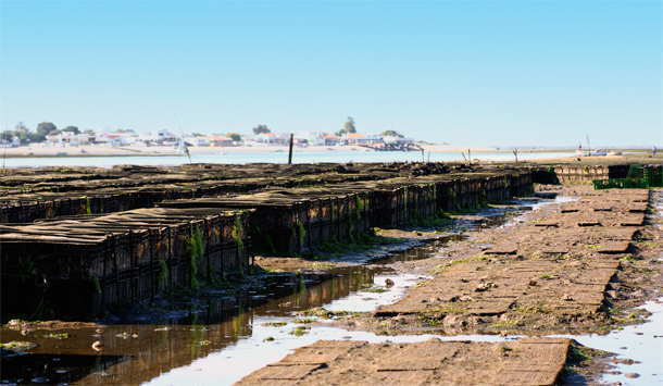 Oesterkwekerij in Ria Formosa