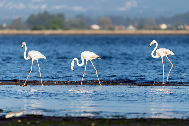 Flamingo's in de Ria de Aveiro