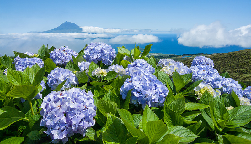 Uitzicht op Pico, eiland van de Azoren, met hortensia's