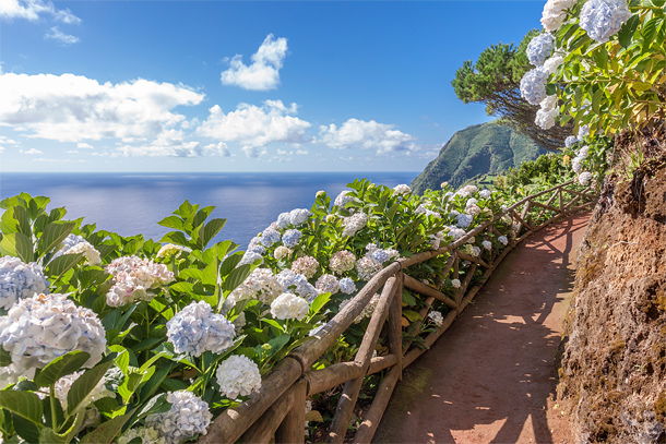 Hortensias op de Azoren