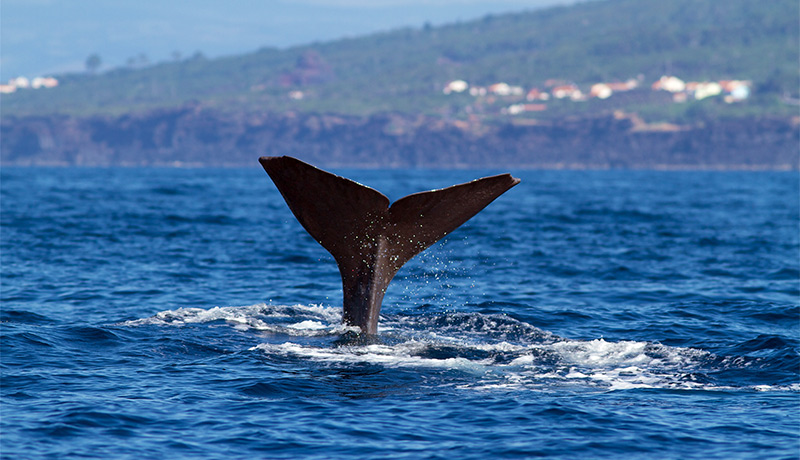 Walvis bij het eiland Pico, Azoren