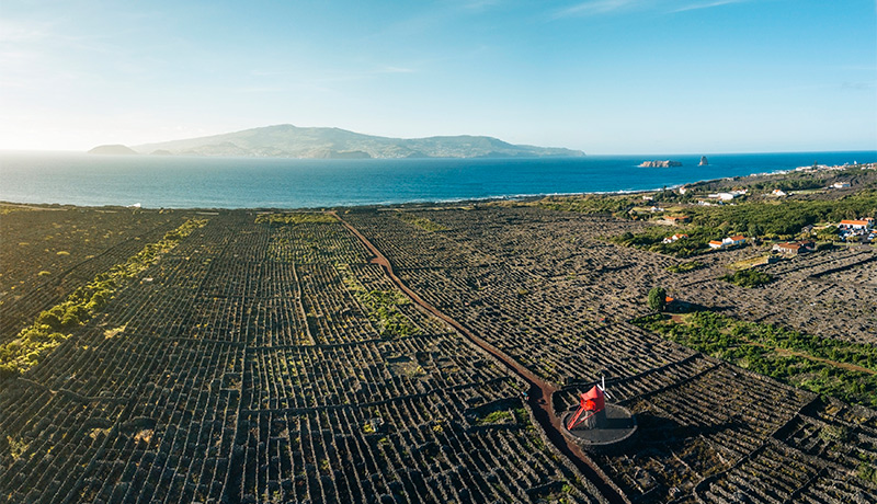 Wijngaarden op het eiland Pico
