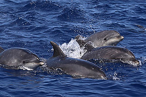 Wilde dolfijnen op Pico