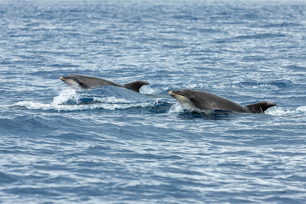 Dolfijnen voor de kust van São Miguel