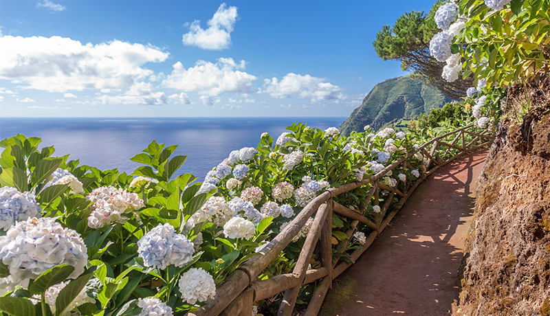 Hortensia bloemen op het eiland São Miguel, Azoren