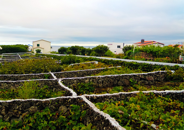 Traditionele wijngaard op Terceira