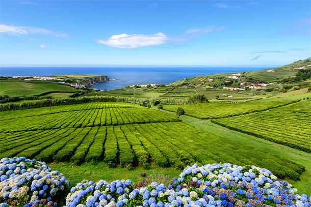 Theeplantage op São Miguel