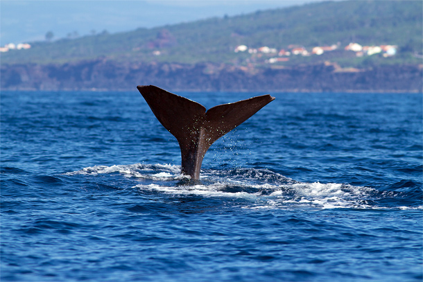 Walvis voor de kust van de Azoren
