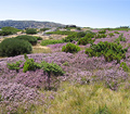 Bergen van de Serra da Estrela