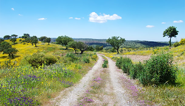 Fly drive Alentejo, rondreis