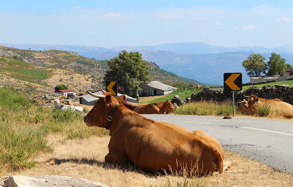 Serra da Cabreira