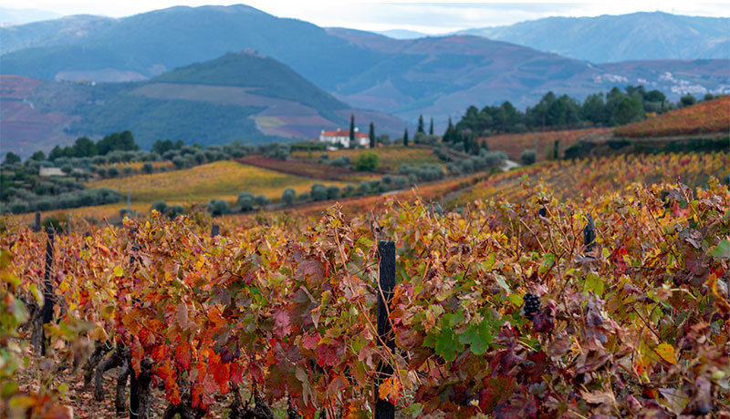 Herfst en oogsttijd in de Douro vallei