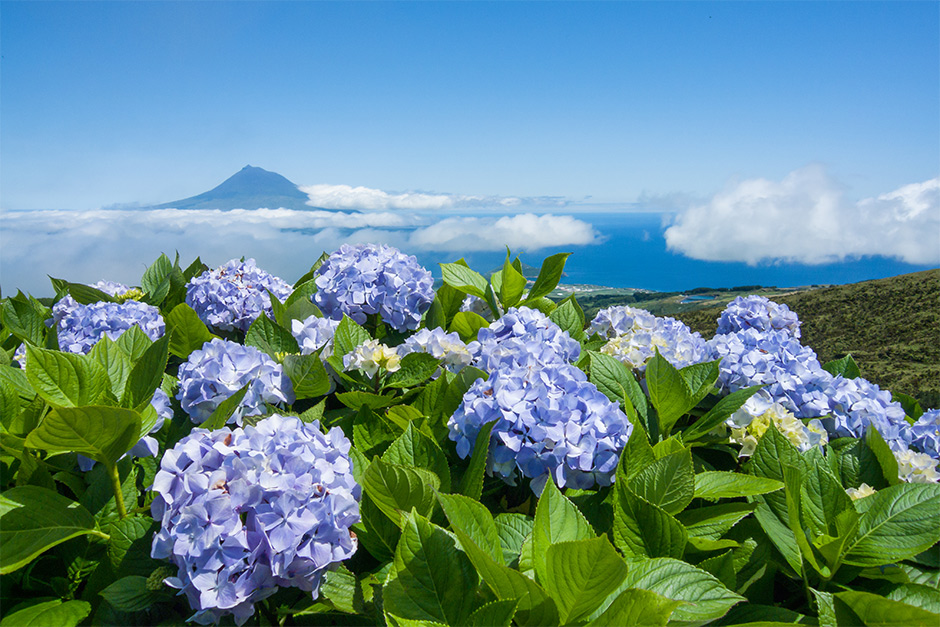 Hortensia's op het eiland Faial, met in de verte Pico