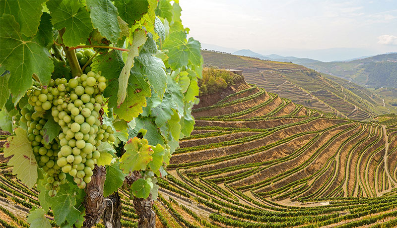 Wijngaard in de Portugese Douro-vallei