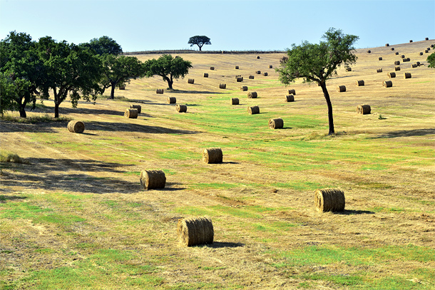 Landbouw in de Alentejo, omgeving Évora